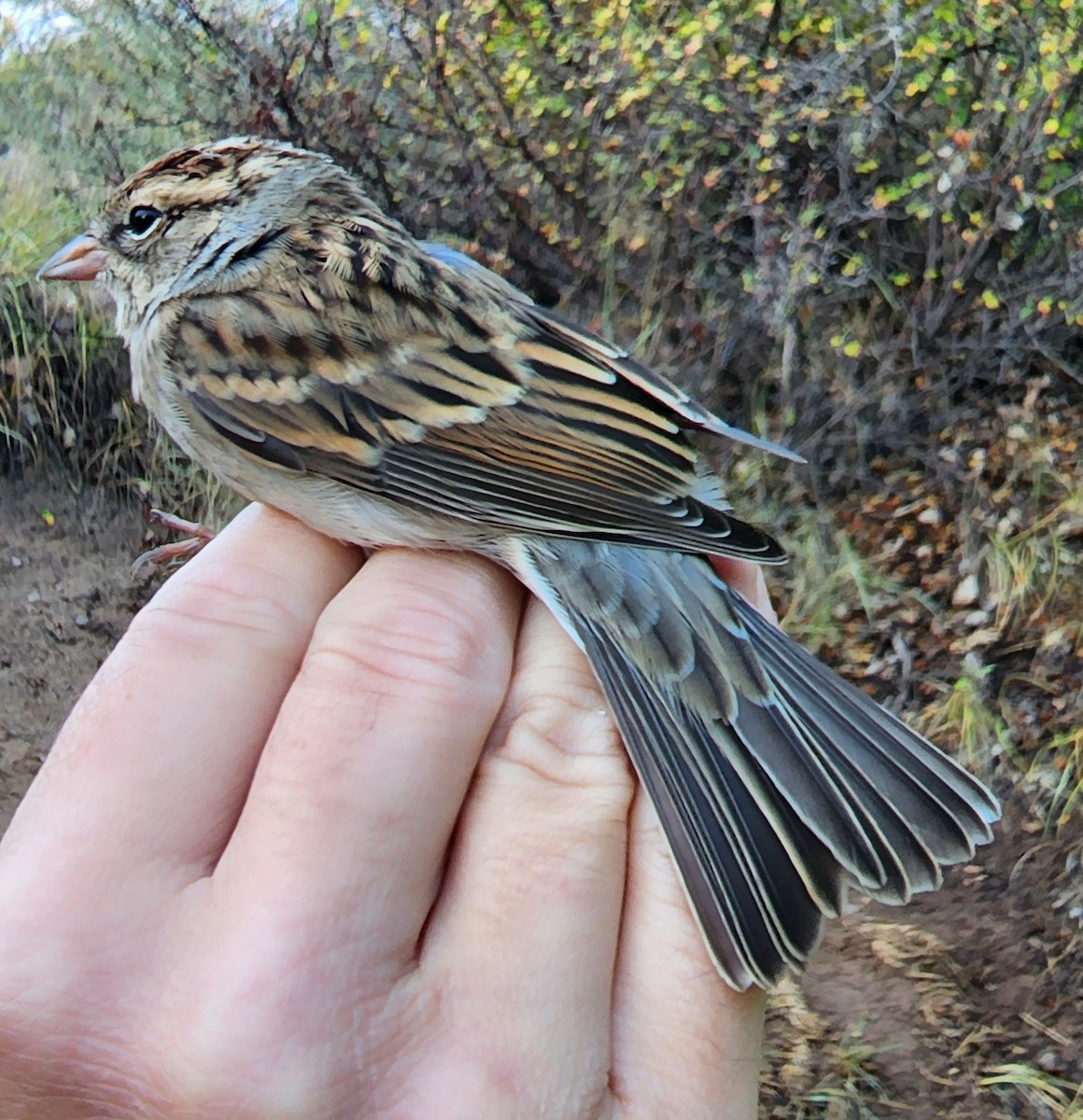 Chipping Sparrow - ML619597729