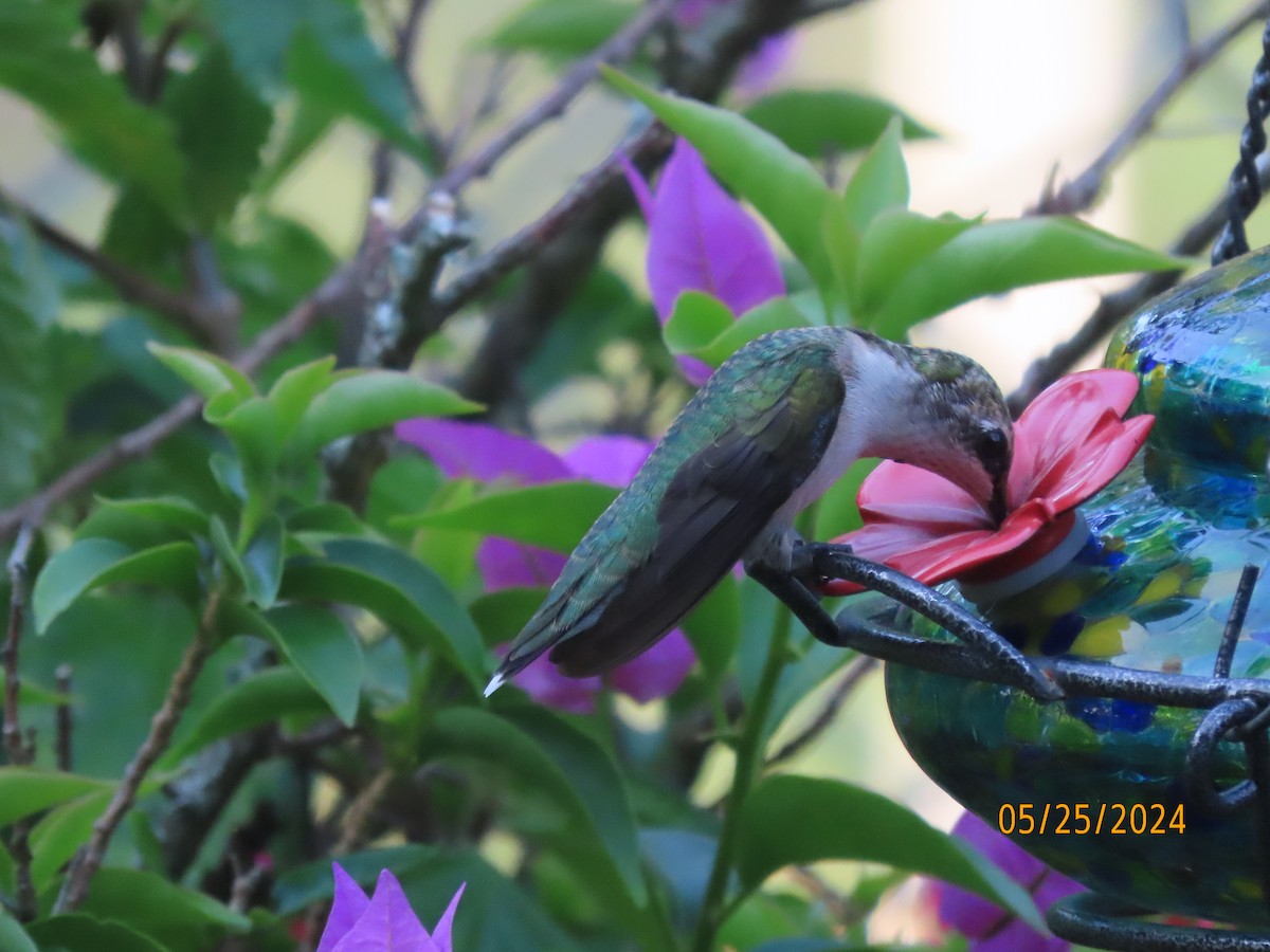 Ruby-throated Hummingbird - ML619597741