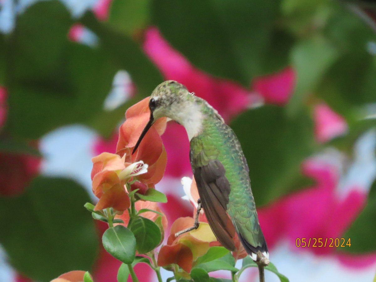 Ruby-throated Hummingbird - ML619597742