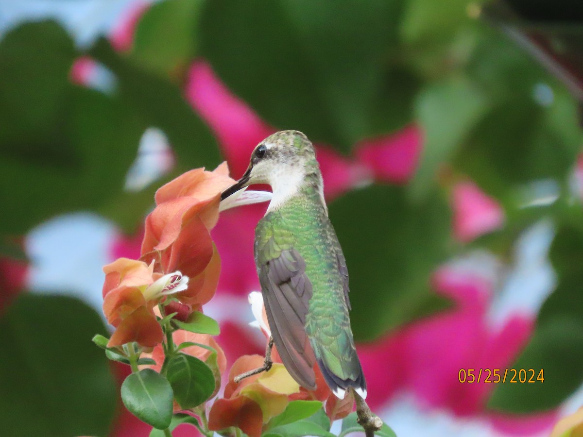 Ruby-throated Hummingbird - ML619597744
