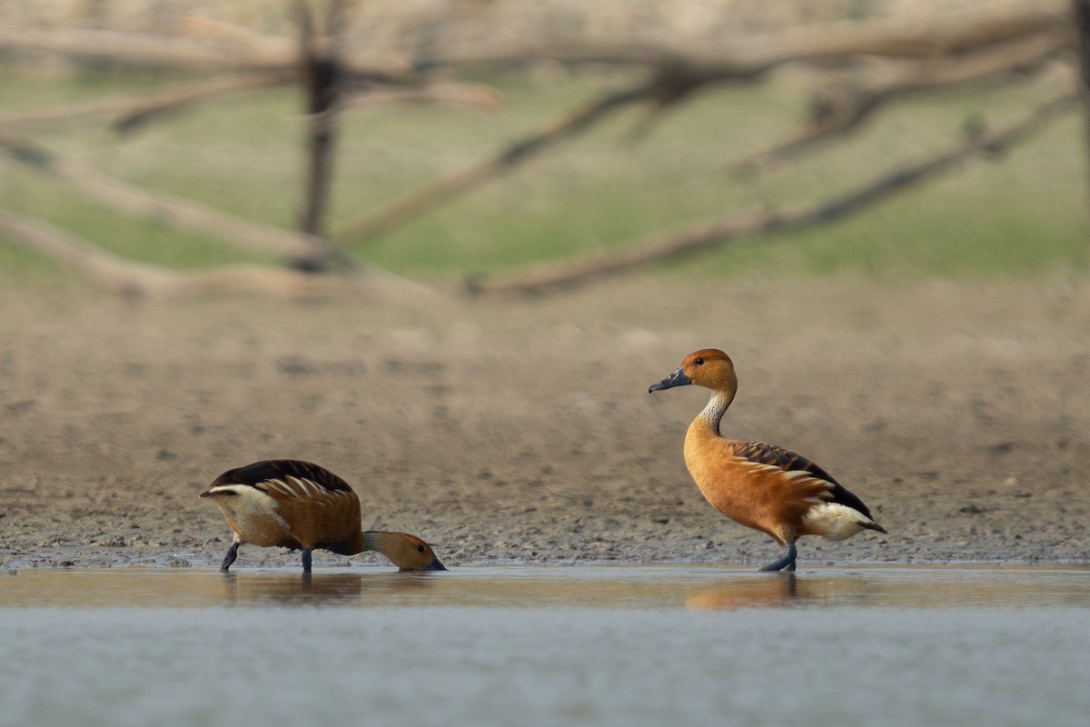 Fulvous Whistling-Duck - ML619597771