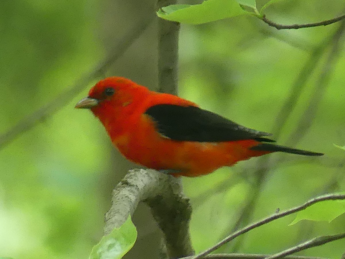 Scarlet Tanager - ML619597772