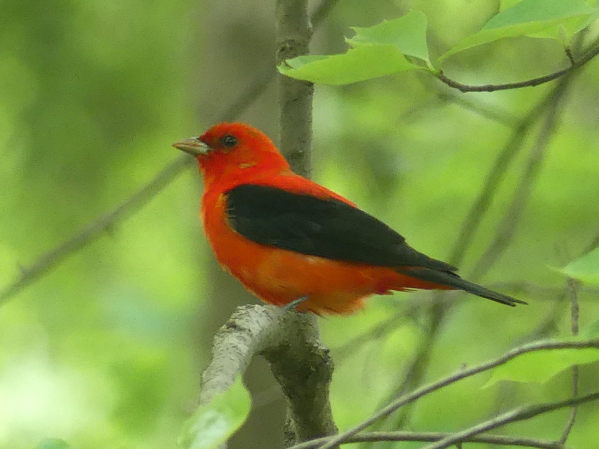 Scarlet Tanager - ML619597773