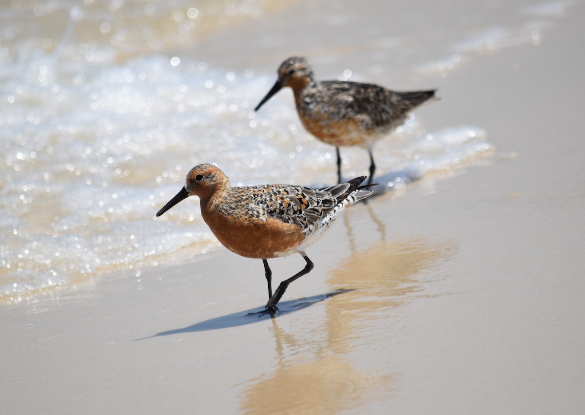 Red Knot - ML619597777