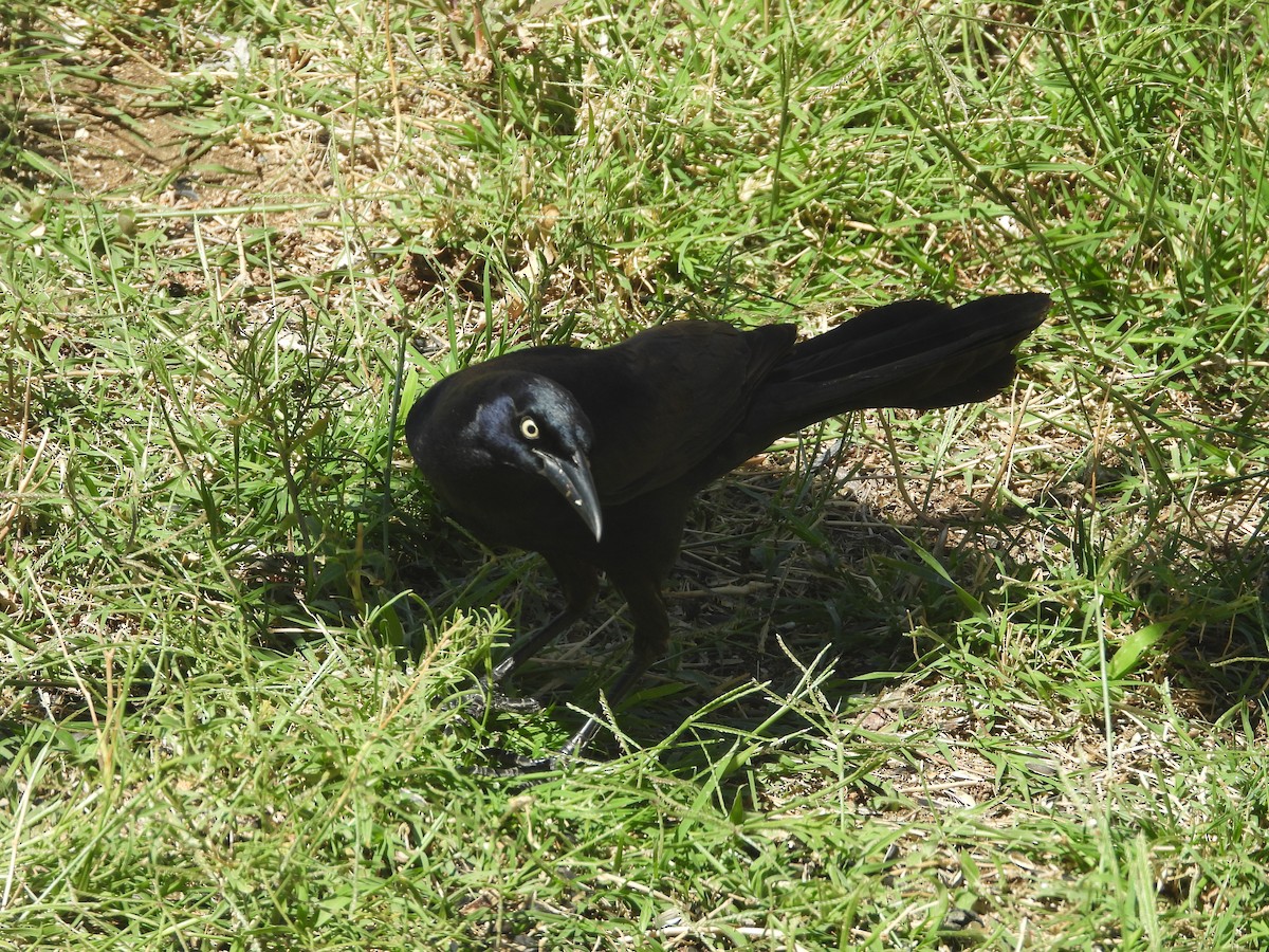 Great-tailed Grackle - ML619597788