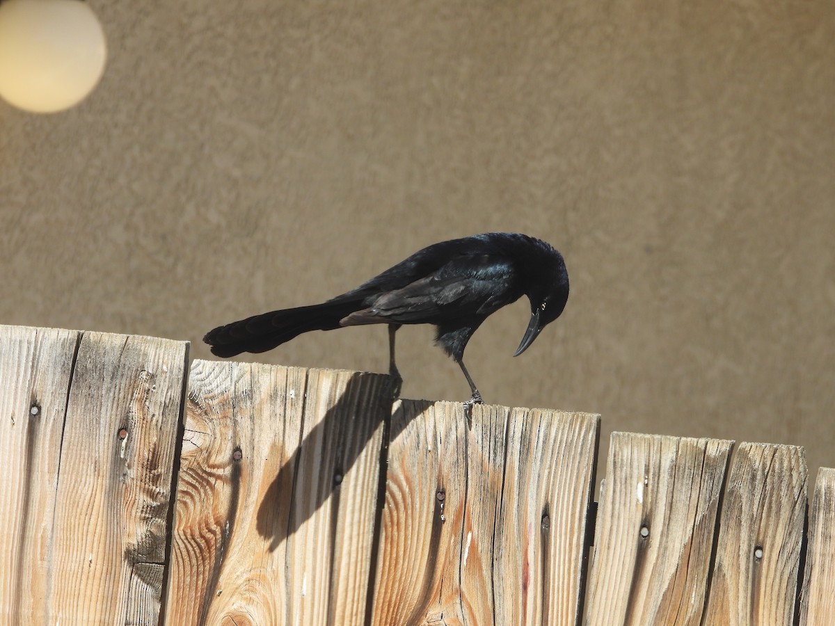 Great-tailed Grackle - ML619597789