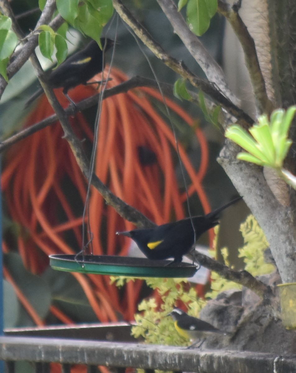 Yellow-shouldered Blackbird - ML619597793