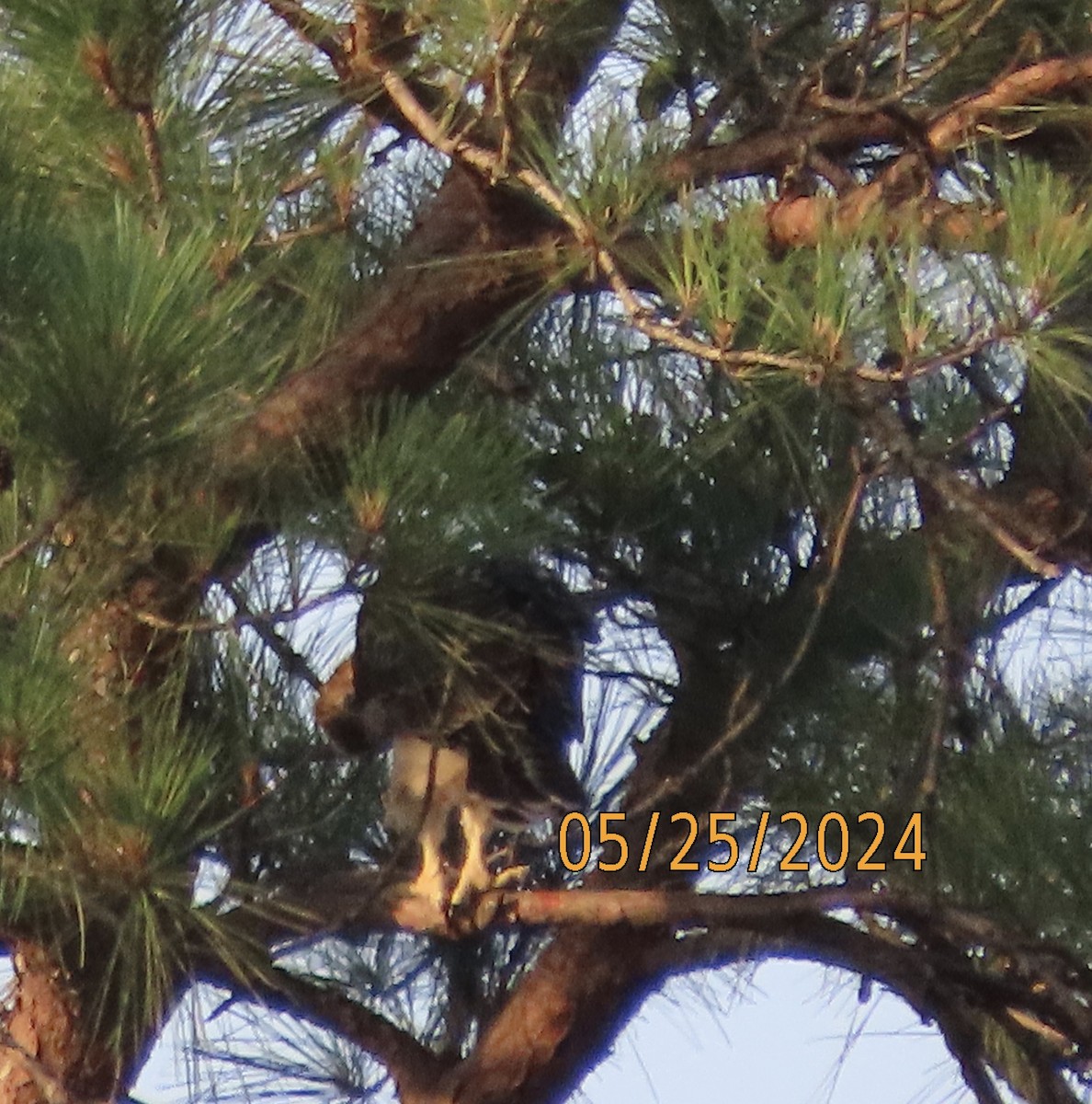 Red-tailed Hawk - ML619597798