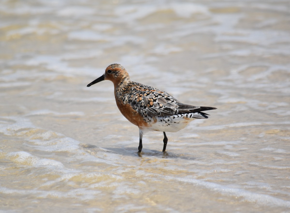 Red Knot - ML619597806