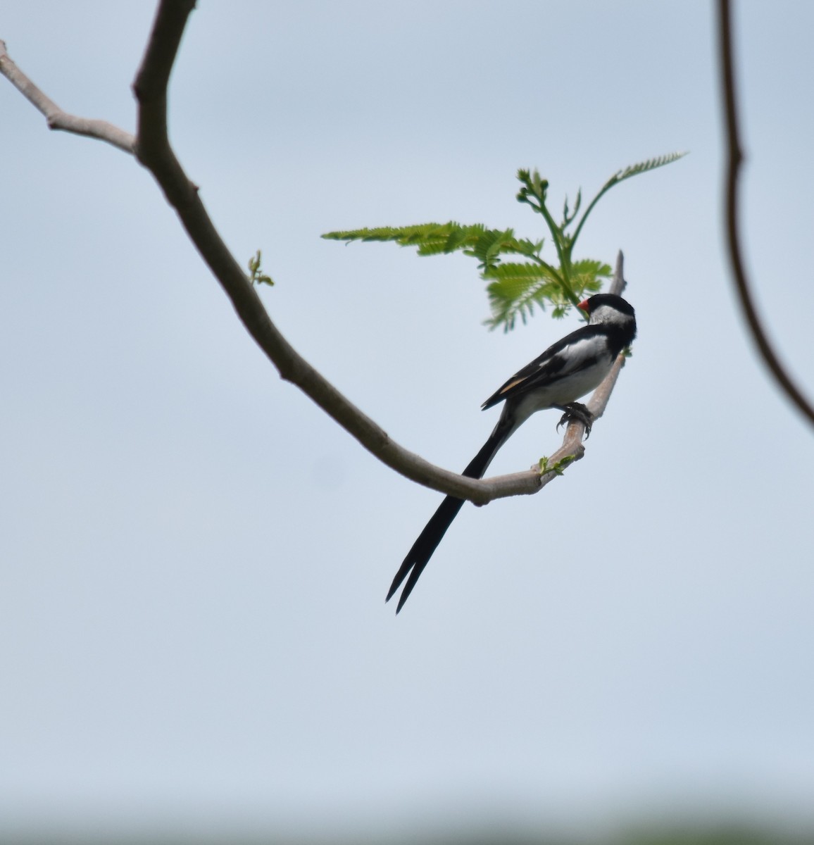 Pin-tailed Whydah - ML619597814