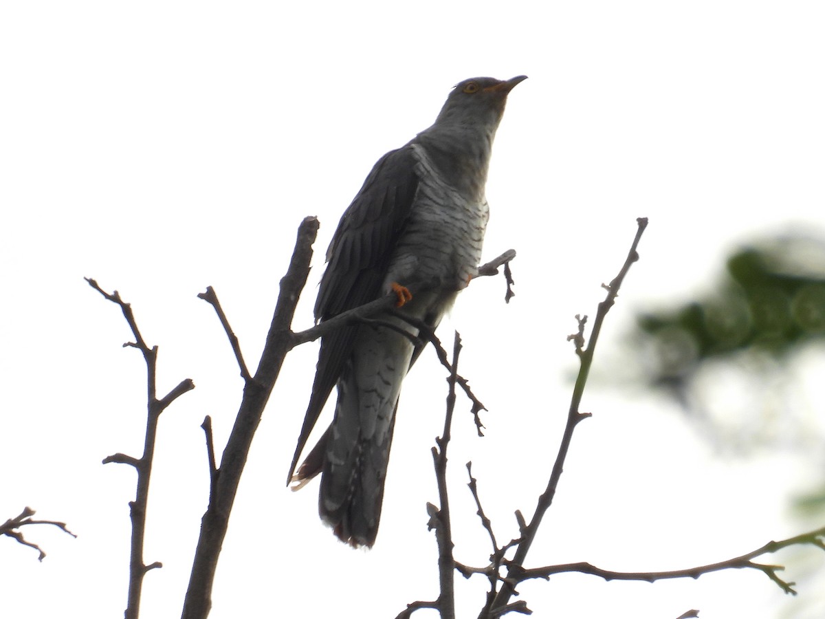 Common Cuckoo - ML619597831