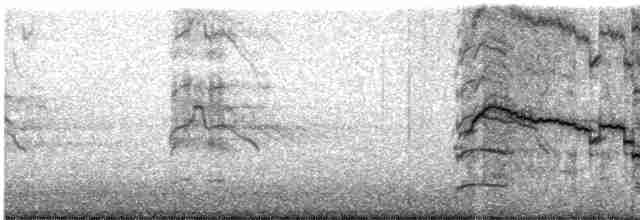 紐澳紅嘴鷗 - ML619597870