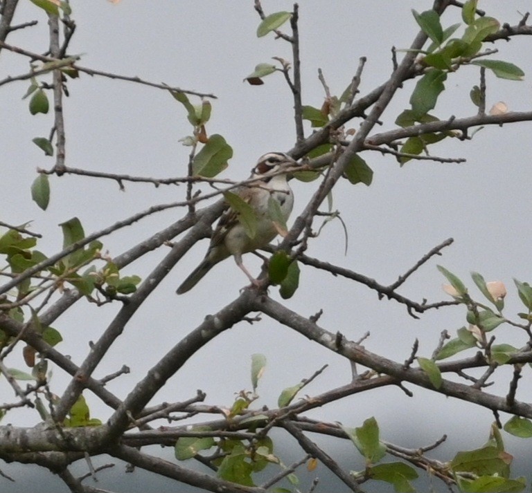 Lark Sparrow - ML619597883