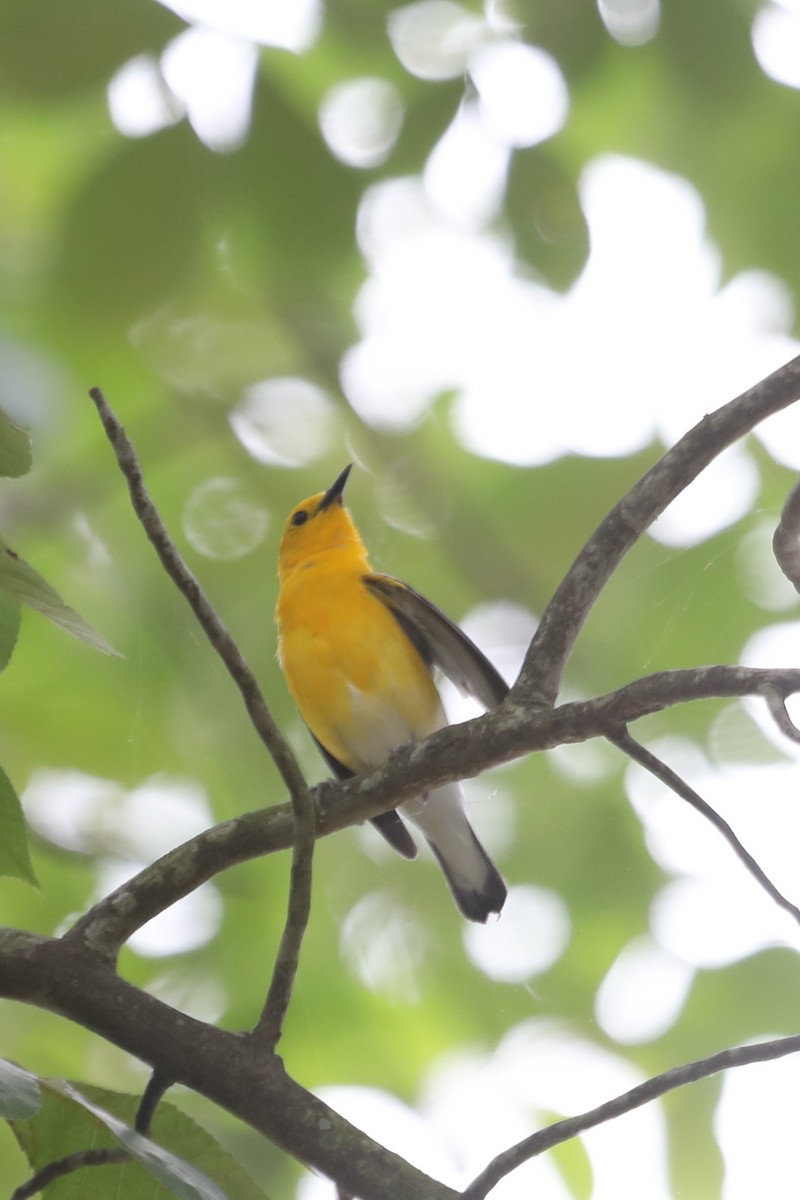 Prothonotary Warbler - ML619597888