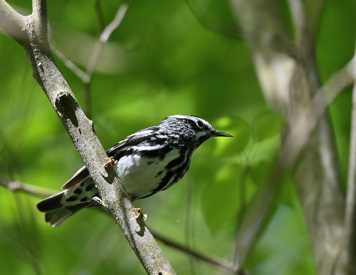 Black-and-white Warbler - ML619597903