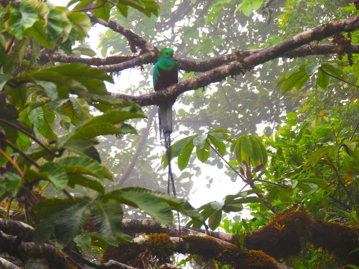 Quetzal Guatemalteco - ML619597924