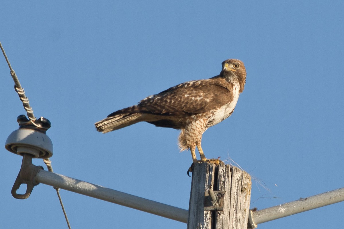 Red-tailed Hawk - ML619597931
