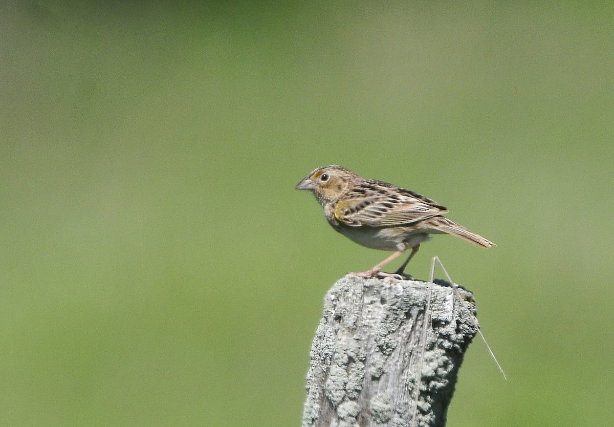 Grasshopper Sparrow - ML619597932