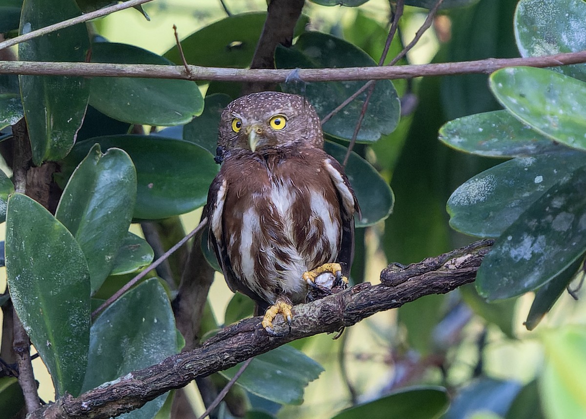 Central American Pygmy-Owl - ML619597936