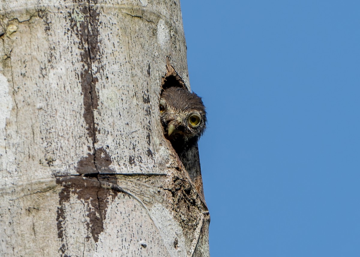 Central American Pygmy-Owl - ML619597940