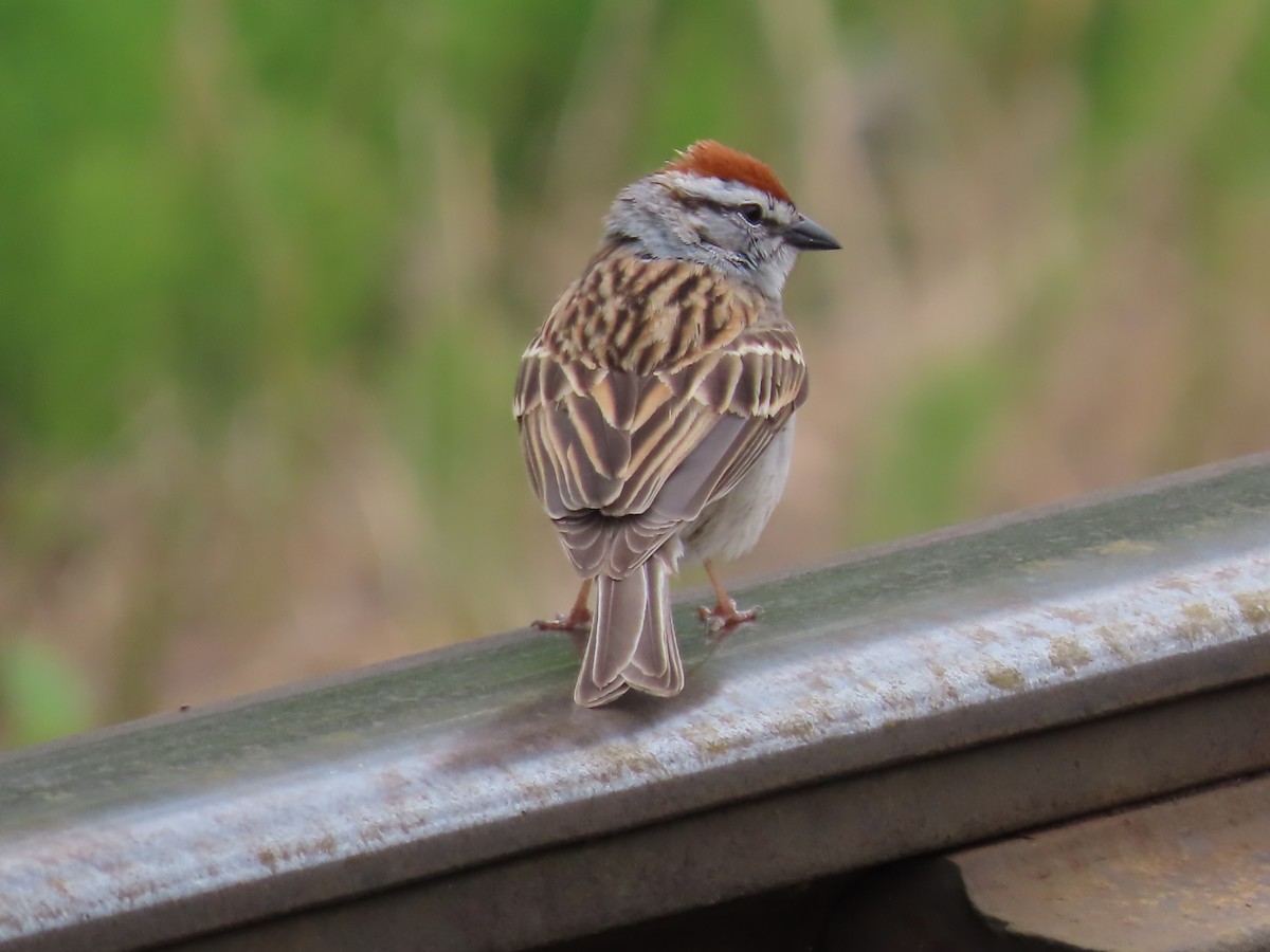 Chipping Sparrow - ML619597956
