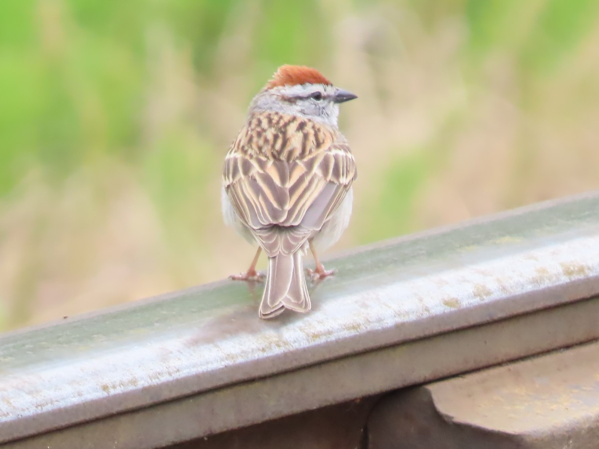 Chipping Sparrow - ML619597985