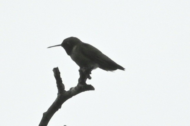 Black-chinned Hummingbird - ML619598007