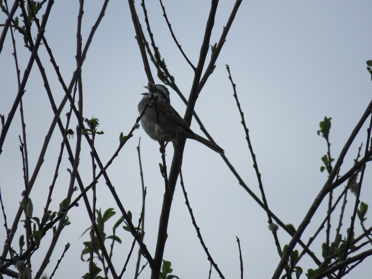 White-throated Sparrow - ML619598011