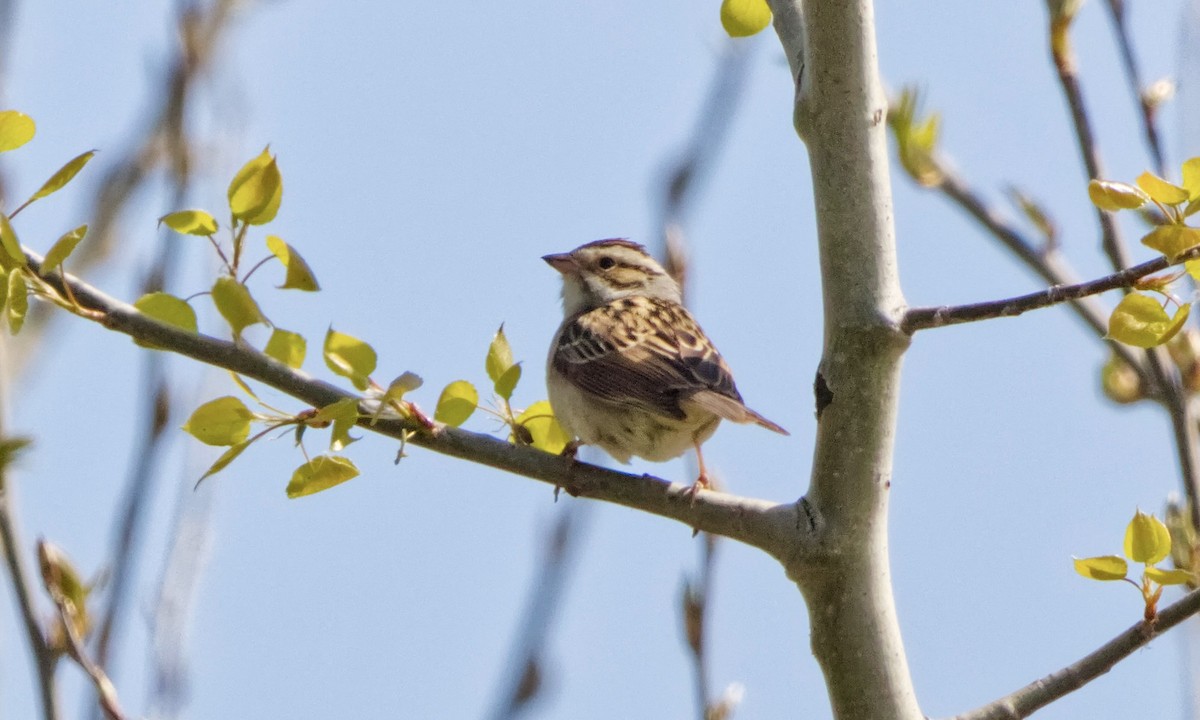 Clay-colored Sparrow - ML619598025