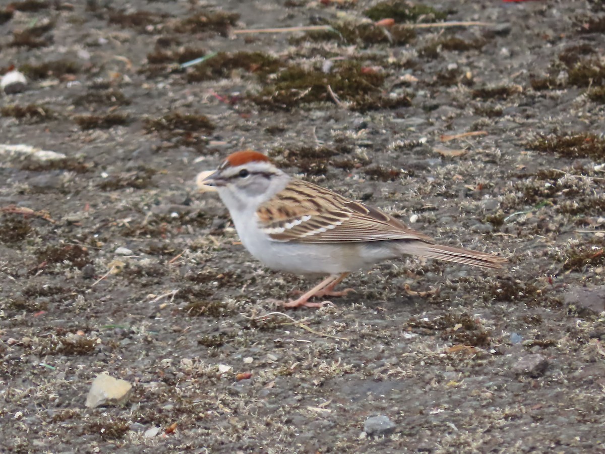 Chipping Sparrow - ML619598064