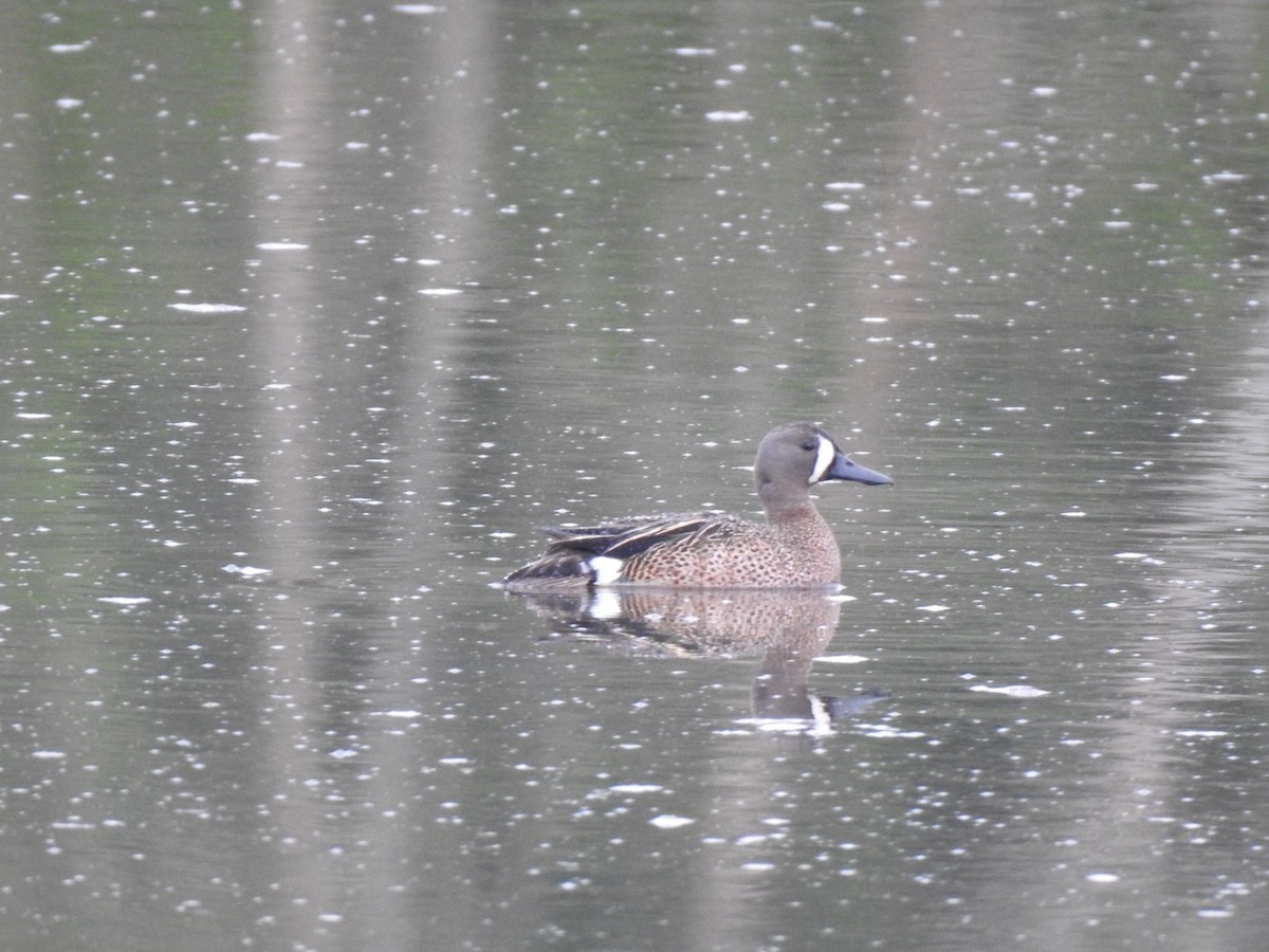 Blue-winged Teal - ML619598070