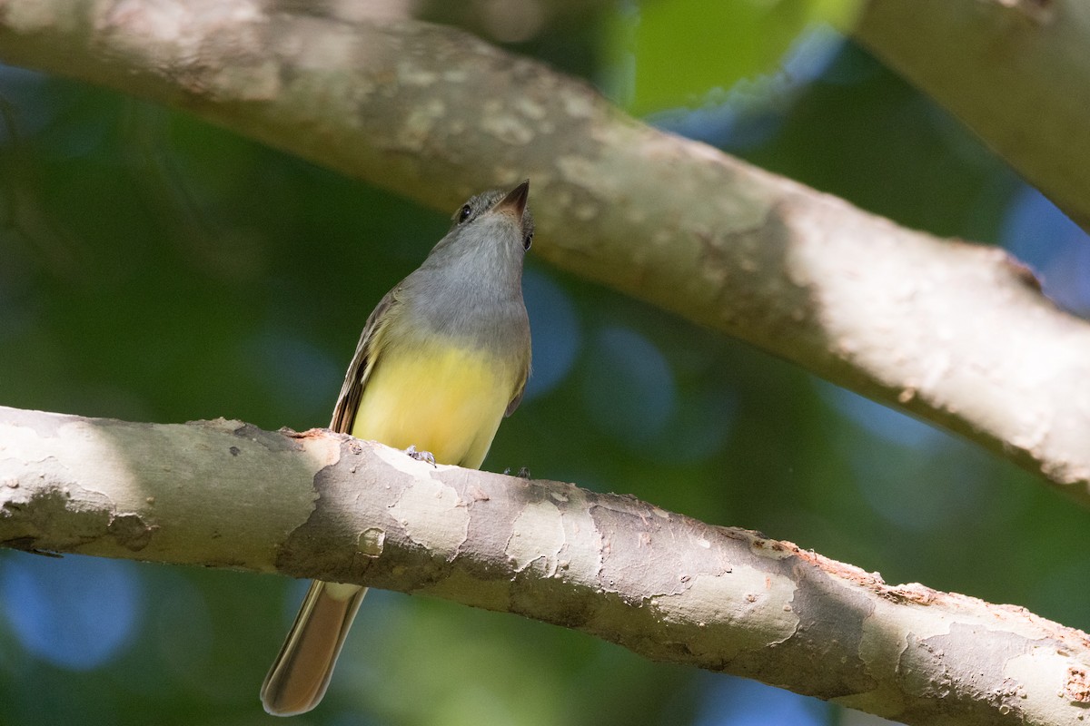 Great Crested Flycatcher - ML619598073
