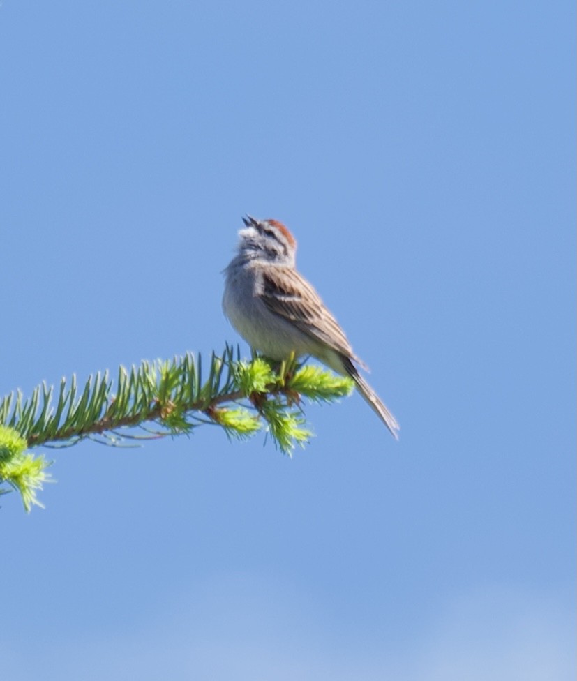 Chipping Sparrow - ML619598088