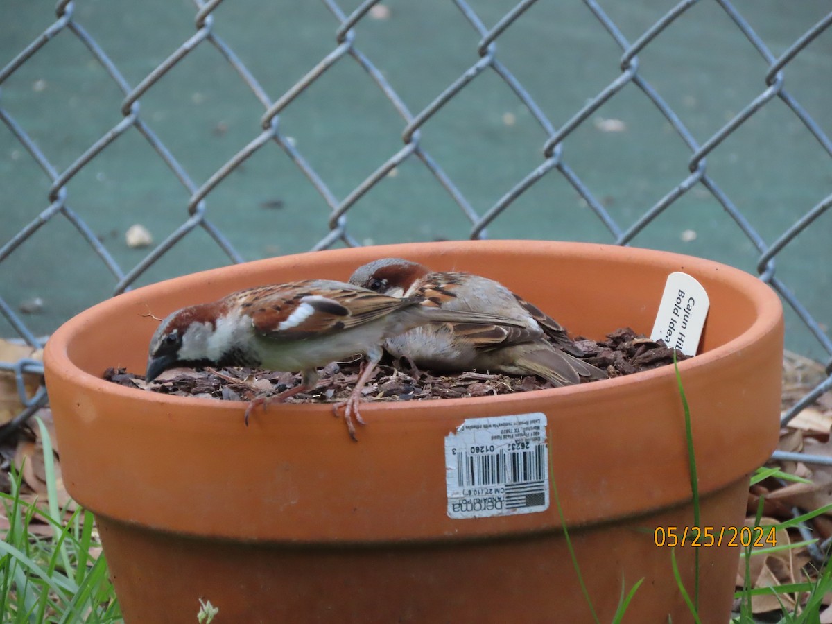 House Sparrow - ML619598090