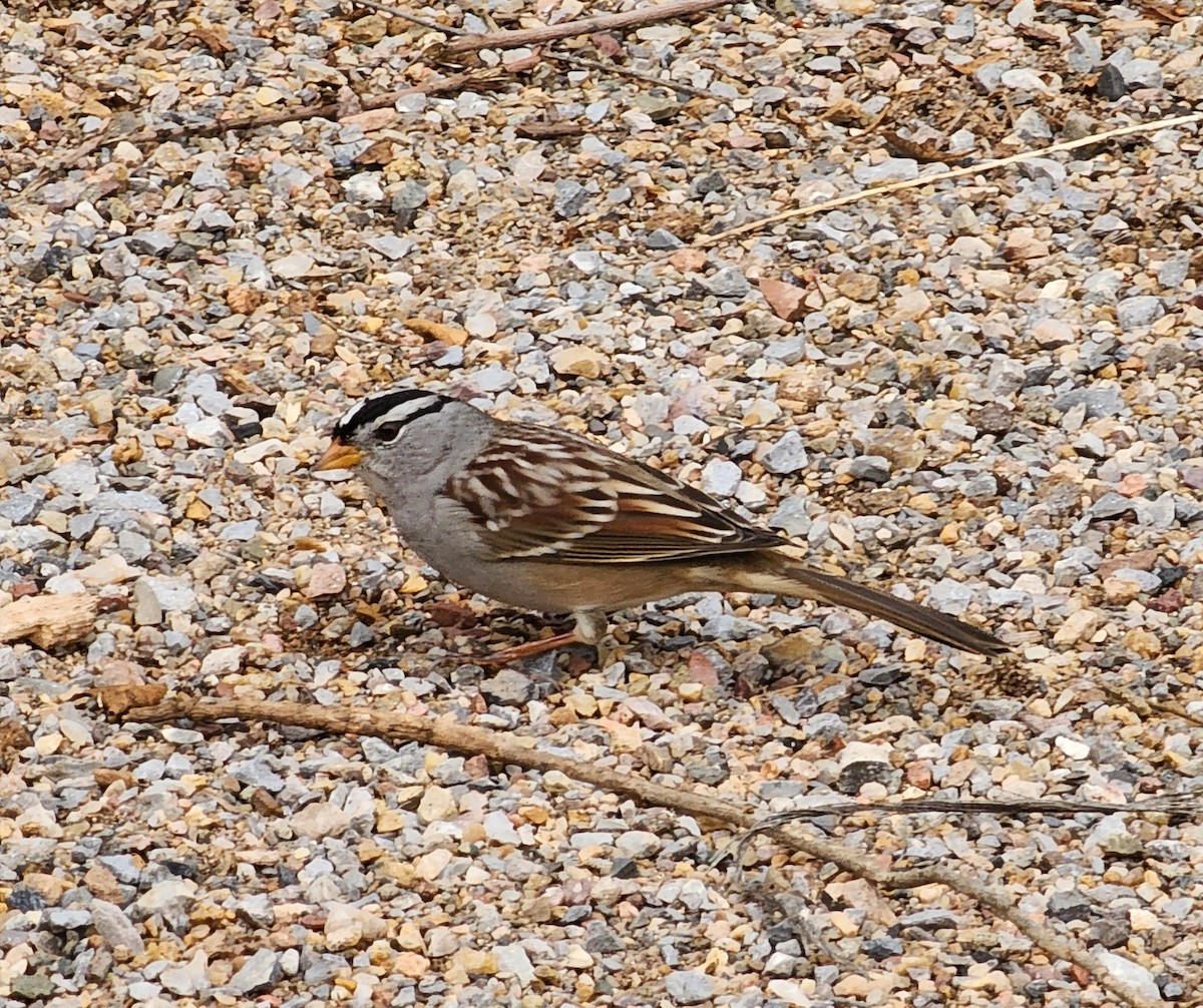 White-crowned Sparrow (Gambel's) - ML619598100
