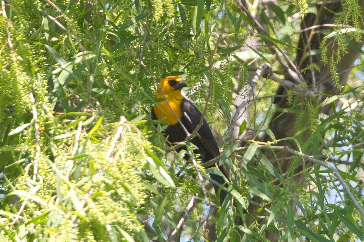 Yellow-headed Blackbird - ML619598158