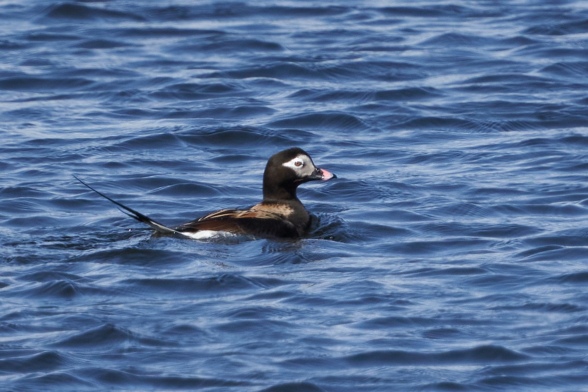 Long-tailed Duck - ML619598171