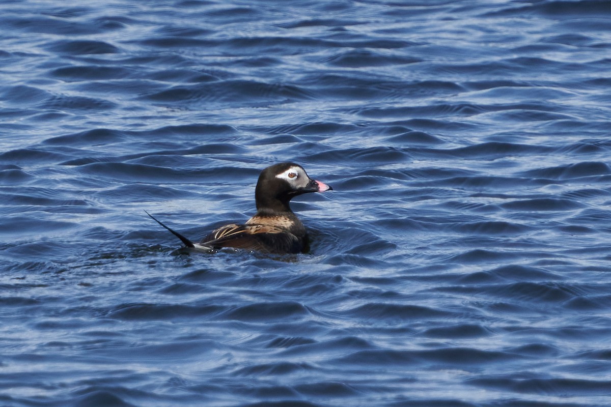 Long-tailed Duck - ML619598172