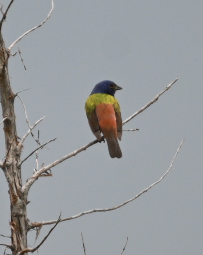 Painted Bunting - ML619598201