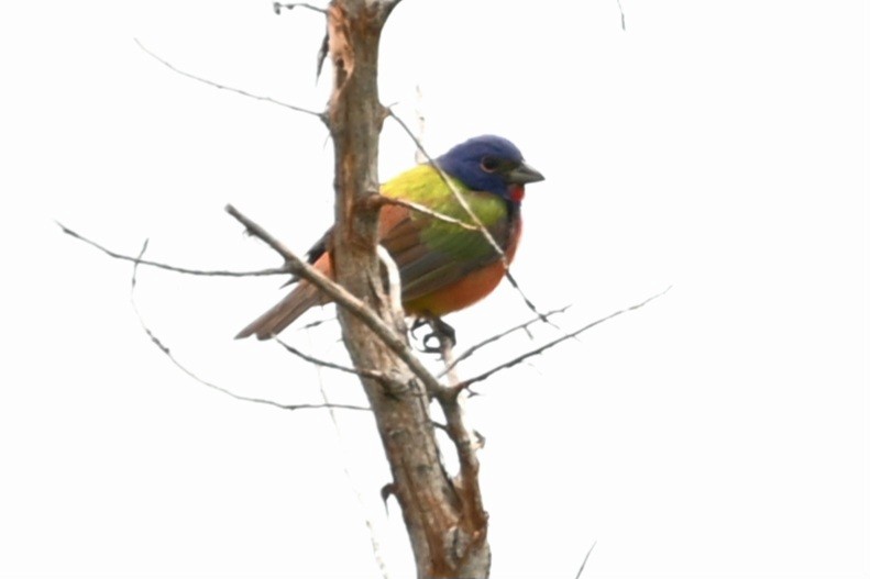 Painted Bunting - ML619598202