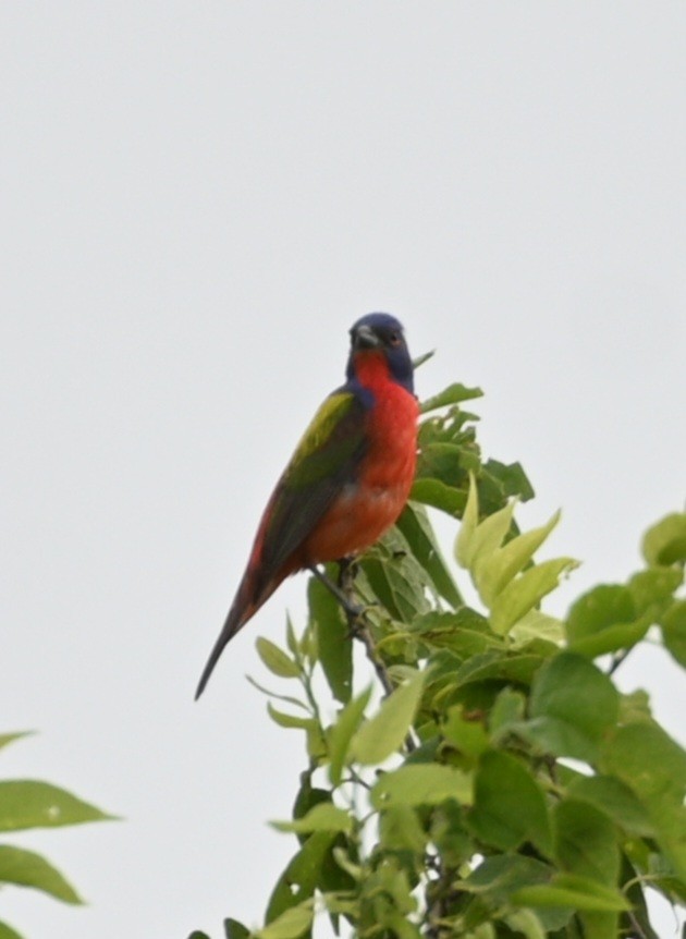 Painted Bunting - ML619598203
