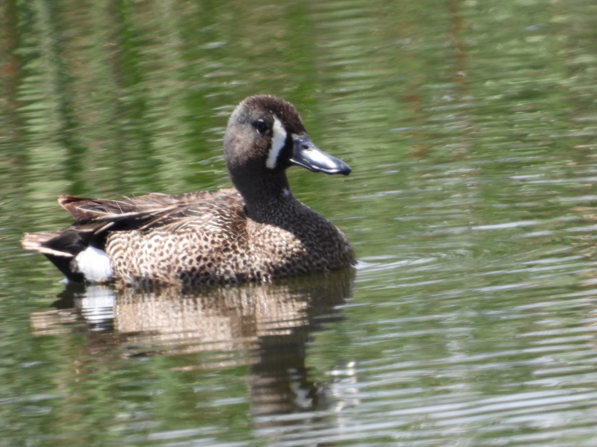 Blue-winged Teal - ML619598210