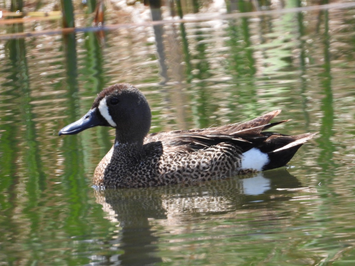 Blue-winged Teal - ML619598211
