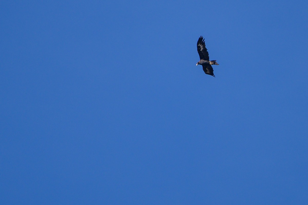 Wedge-tailed Eagle - ML619598247