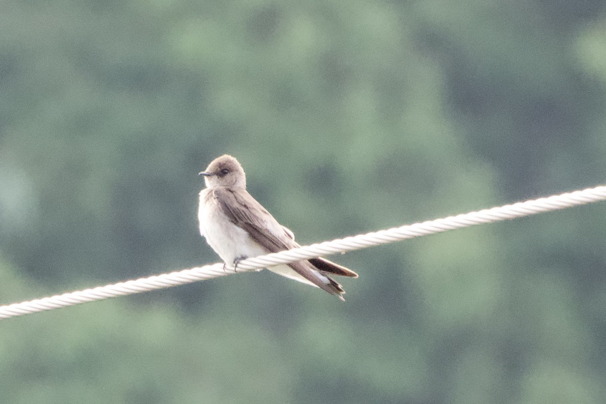 Northern Rough-winged Swallow - ML619598274