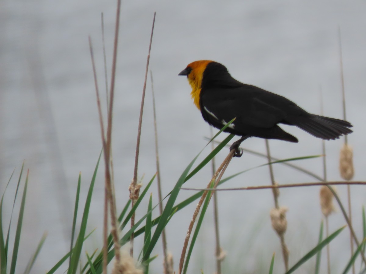 Yellow-headed Blackbird - ML619598290