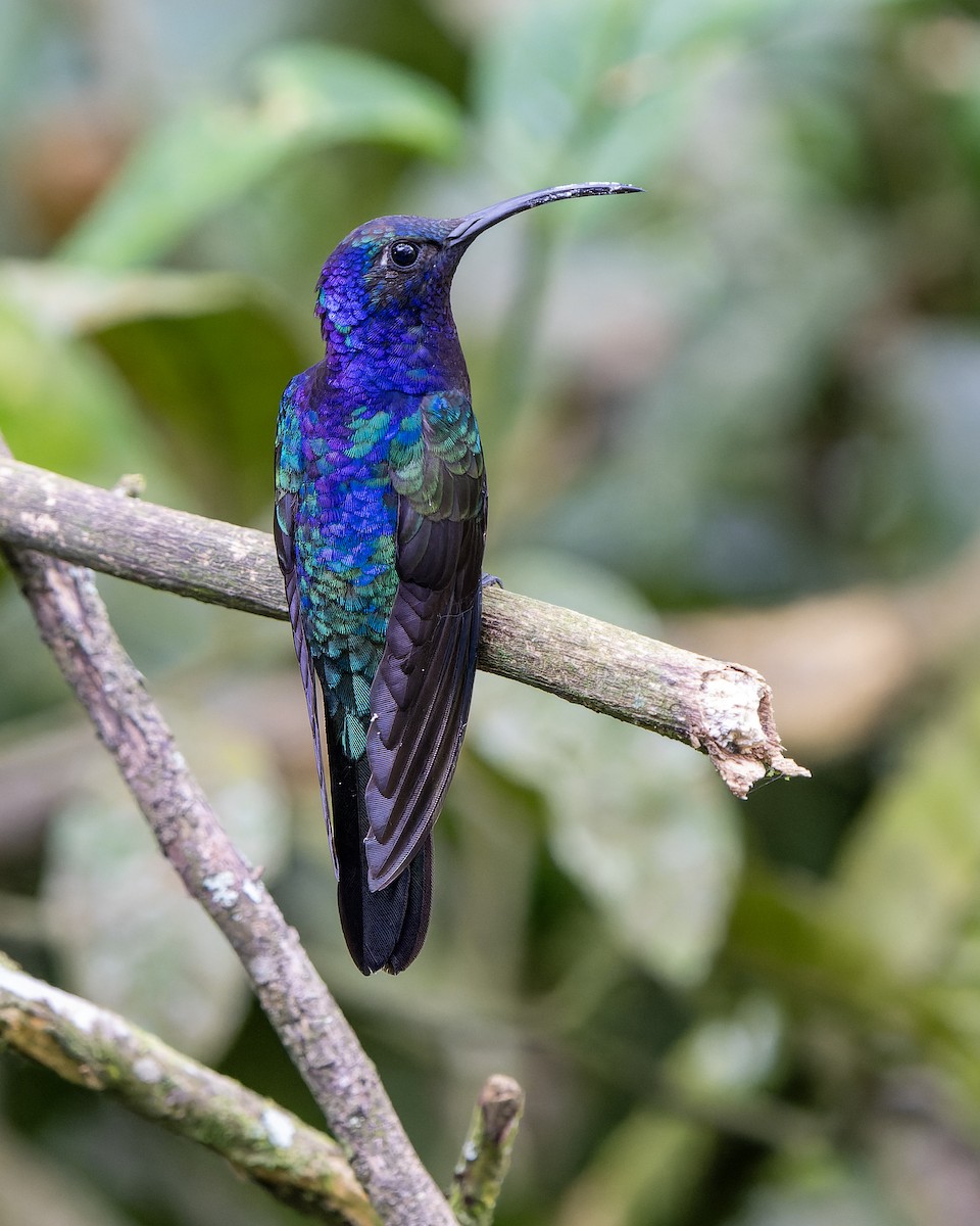 kolibřík fialkový - ML619598305