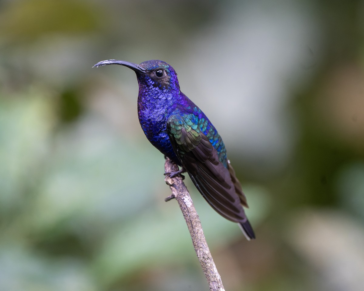 kolibřík fialkový - ML619598306