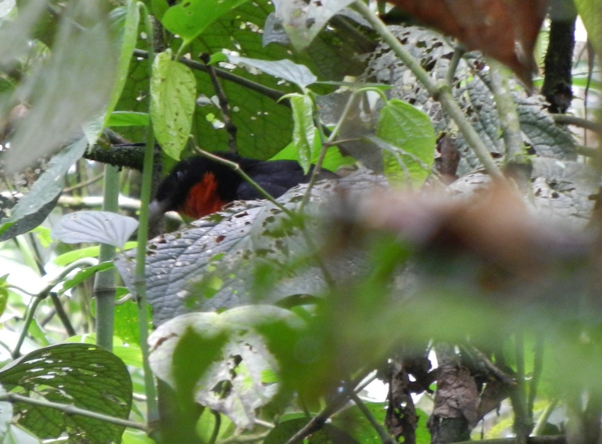 Red-breasted Meadowlark - ML619598336