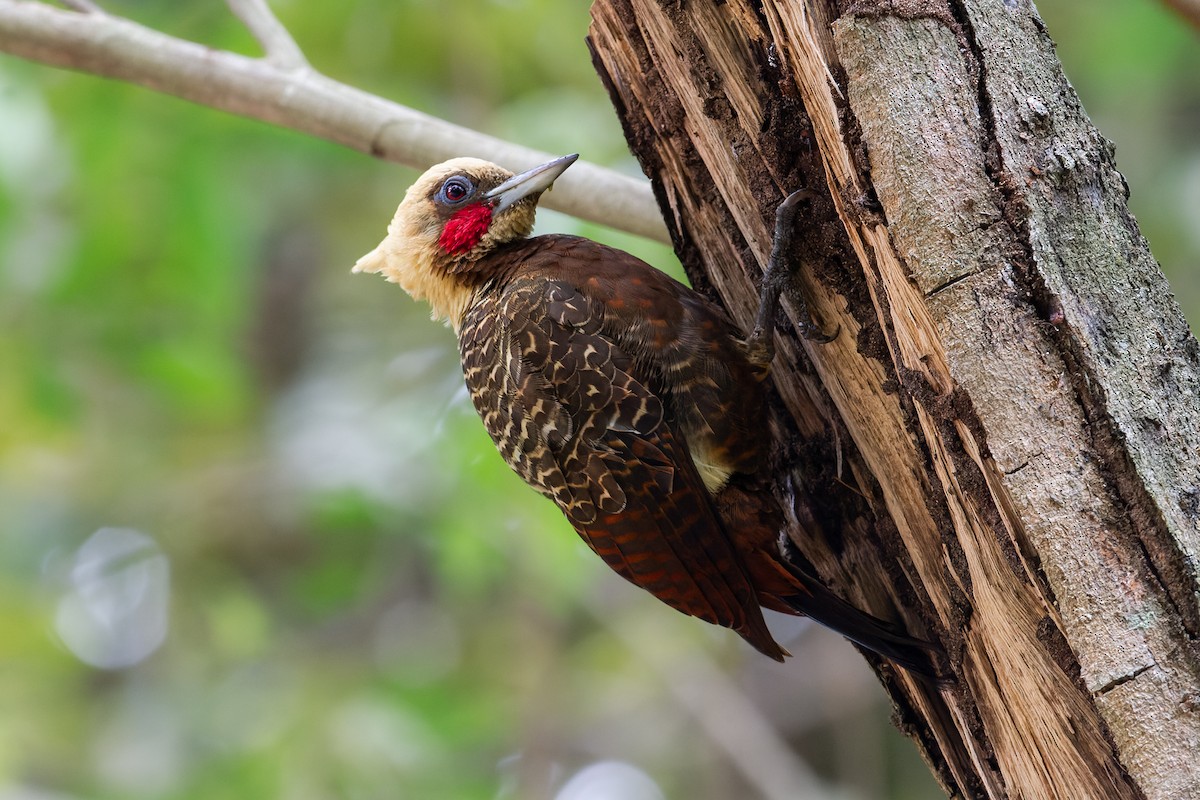 Pale-crested Woodpecker - ML619598337